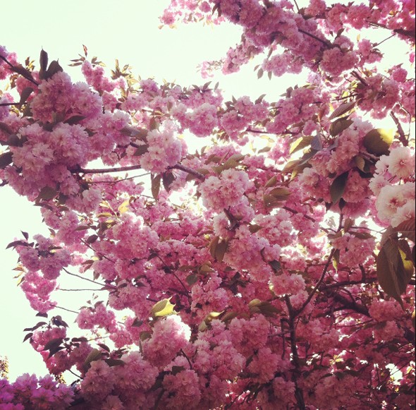 Blossoms Make Everything Better