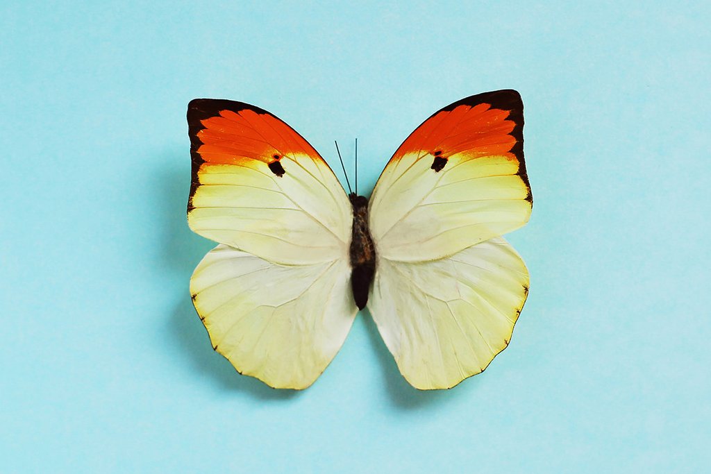 2YELLOW_BUTTERFLY_copy_1024x1024